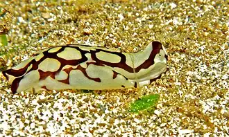 Tubulophilinopsis pilsbryi