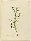 Pimelea linifolia&nbsp;(en), aquarelle