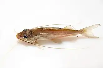 Pimelodus sp.