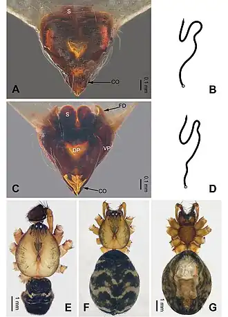 Description de l'image Pimoa nyingchi (10.3897-zookeys.940.49793) Figure 9.jpg.