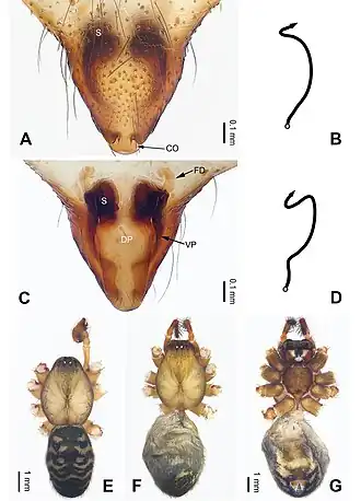 Description de l'image Pimoa samyai (10.3897-zookeys.940.49793) Figure 13.jpg.