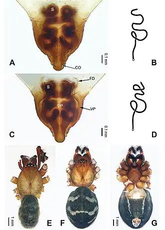 Description de l'image Pimoa yadong (10.3897-zookeys.940.49793) Figure 15.jpg.