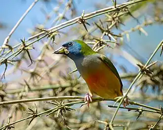 Description de cette image, également commentée ci-après