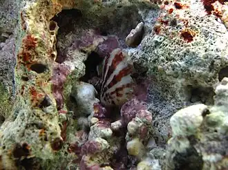 Description de cette image, également commentée ci-après