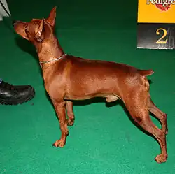 Pinscher nain au spectacle de conformation, avec oreilles dressées naturelles et queue coupée.