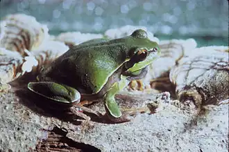 Description de l'image Pine Barrens Tree Frog.jpg.