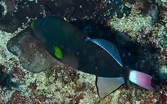 Description de cette image, également commentée ci-après