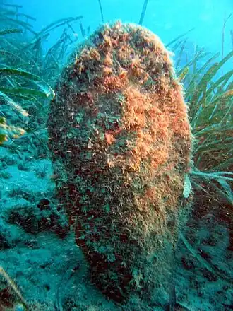 Description de cette image, également commentée ci-après