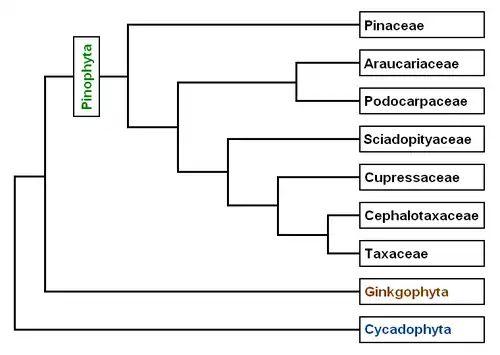 D'après les articles de A. Farjon et C. J. Quinn & R. A. Price dans Proceedings of the Fourth International Conifer Conference, Acta Horticulturae 615 (2003).