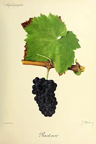 Pinot noir (cépage)