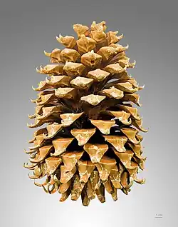 Cône - Muséum de Toulouse