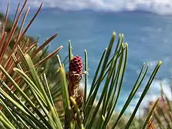 Cône femelle de Pinus halepensis.