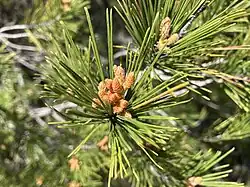 Cône mâle de Pinus halepensis.