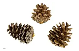 Pinus halepensis - Muséum de Toulouse.