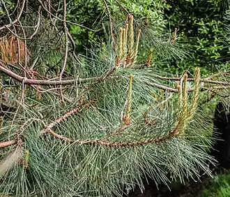Description de l'image Pinus lawsonii in Hackfalls Arboretum (4).jpg.