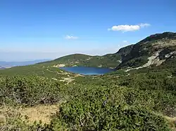 P. mugo subsp. mugo, massif du Rila, Bulgarie.