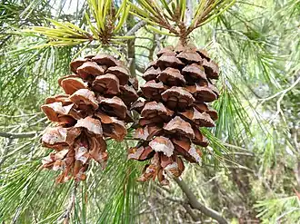 Description de l'image Pinus pinceana.jpg.
