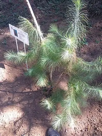 Description de l'image Pinus rzedowskii.jpg.