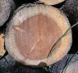 Dans un vrai tronc (ici un Pinus) les cernes de croissance du bois, de l'aubier et du duramen sont bien visibles.
