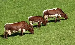 photo couleur de trois animaux, un veau et deux vaches rouges à ligne dorsale et ventre blancs.