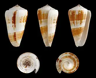 Description de l'image Pionoconus magus f. raphanus 01.jpg.