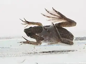 Description de l'image Pipa aspera.jpg.