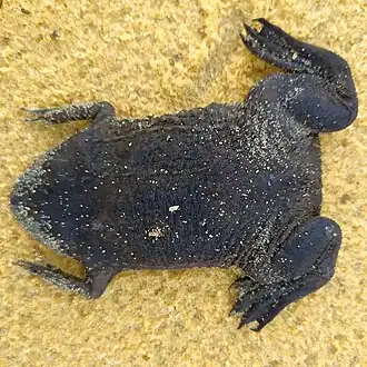 Description de l'image Pipa snethlageae 175042539 2.jpg.