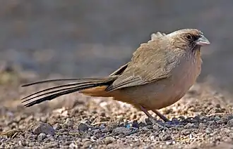 Description de l'image Pipilo aberti.jpg.