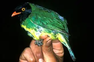 Description de l'image Pipreola lubomirskii.jpg.