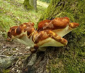 Description de l'image Piptoporus quercinus I Posazavi.jpg.
