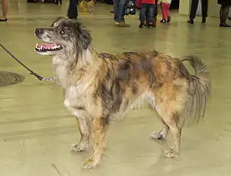 Berger des Pyrénées à face rase bringé.