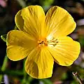Fleur longistylée de Piriqueta cistoides subsp. caroliniana