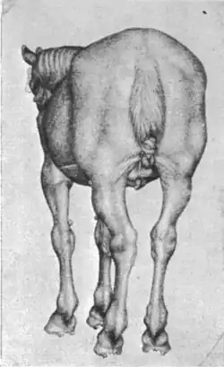Etude d'un cheval de dos (Louvre no&nbsp;2444).