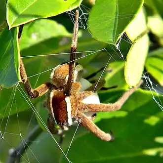 Description de l'image Pisaurina brevipes.jpg.