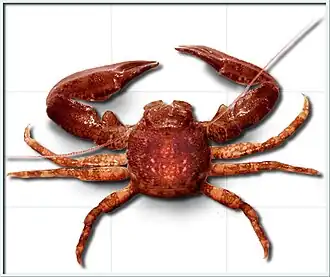 Un « crabe porcelaine » (Pisidia longicornis), du groupe des galathées