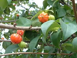 Cerises de Cayenne (Eugenia uniflora).