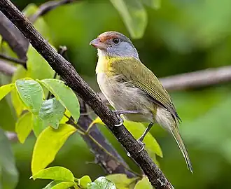 Description de cette image, également commentée ci-après