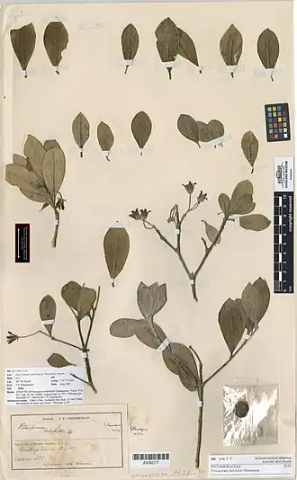 Description de l'image Pittosporum fairchildii Cheeseman (AM AK4677).jpg.