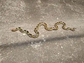 Description de l'image Pituophis deppei1.jpg.