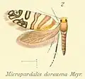Micropardalis doroxena.