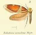Zealandopterix zonodoxa.