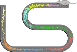 Modes de tir spatial de 8 cellules de lieu enregistrées à partir de la couche CA1 d'un rat. Le rat allait et venait le long d'une voie surélevée, s’arrêtant à chaque extrémité pour manger une petite récompense de nourriture. Les points indiquent les positions où les potentiels d'action ont été enregistrés, les couleurs indiquant quel neurone a émis le potentiel d'action.