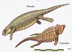 Placodus sp. &  Cyamodus sp. (Placodontia) †