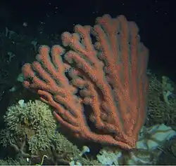 Placogorgia sp.
