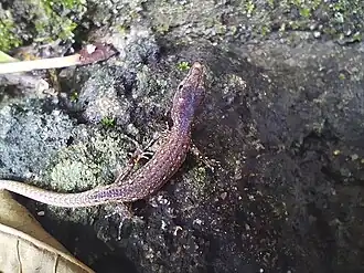 Description de l'image Placosoma glabellum - Ryan Wanfredo Almeida - 340485666.jpeg.