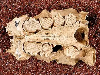 Description de l'image Plagiodontia ipnaeum, holotype 2 (2).jpg.