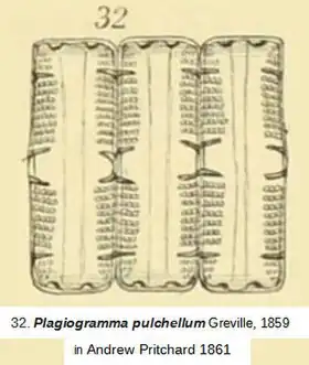 Description de l'image Plagiogramma in A. Pritchard 1861.jpg.
