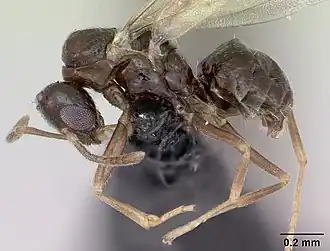 Description de l'image Plagiolepis pygmaea casent0173131 profile 1.jpg.