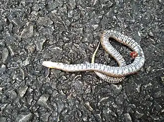 Description de l'image Plagiopholis nuchalis 86912062.jpg.