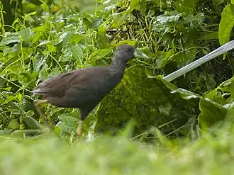 Description de l'image Plain Bush-hen.jpg.